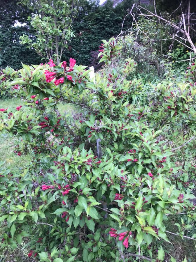 Appart Les Cerises Entre Strasbourg Et Haguenau Bischwiller Exterior photo